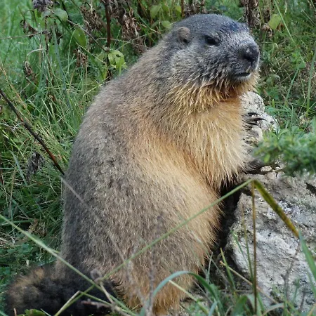 La P'tite Marmotte Daire